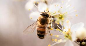 Mézelő méhek - községi zárlat megszüntetése