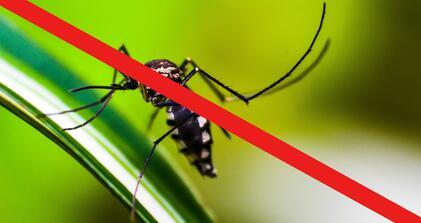 Tájékoztató: földi szúnyoggyérítés