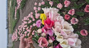 Idén először tulipánszüret Szikszón!