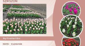 Már csak egy rövid ideig élvezhetjük a szikszói tulipánok szépségét!