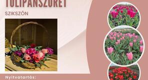 Anyák napi tulipánszüret Szikszón 