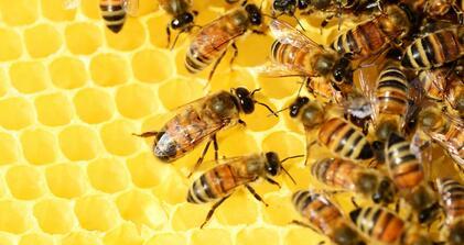Mézelő méhek nyúlós költésrothadása - községi zárlat elrendelése