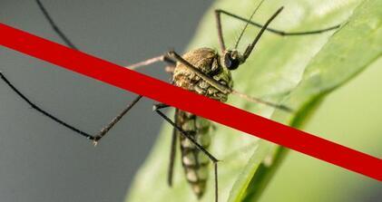 Tájékoztató földi szúnyoggyérítésről