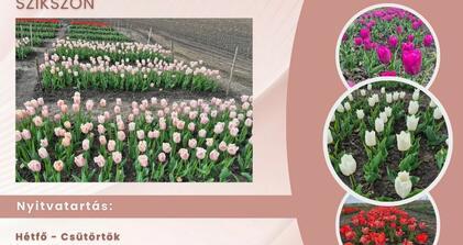 Már csak egy rövid ideig élvezhetjük a szikszói tulipánok szépségét!