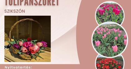 Anyák napi tulipánszüret Szikszón 